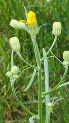 Asteraceae
