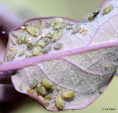 Hyadaphis passerinii