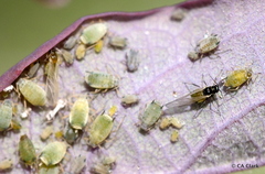 Hyadaphis passerinii