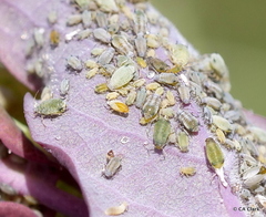 Hyadaphis passerinii