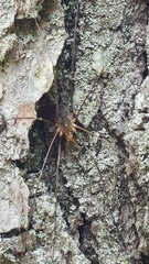 Opiliones