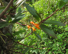 Bifrenaria aureofulva, photograph author not stated, no rights reserved
