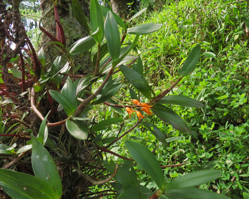 Bifrenaria aureofulva, photograph 4