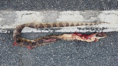 Pituophis melanoleucus mugitus