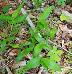 Dichanthelium latifolium