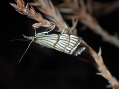 Chrysocrambus linetella