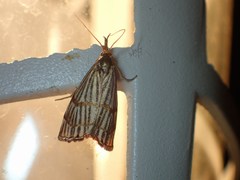 Chrysocrambus linetella