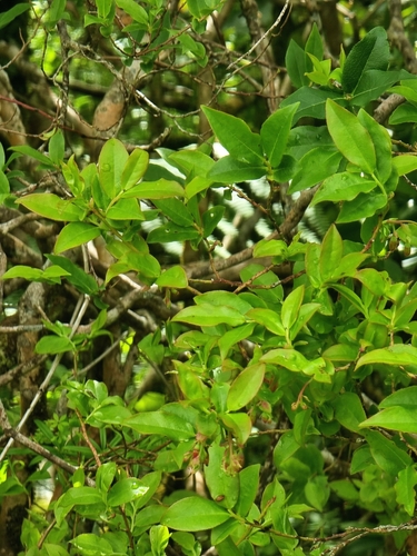 Image of Vaccinium padifolium by (c) Vítor Jorge, some rights reserved (CC BY)