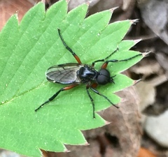 Bibio femoratus