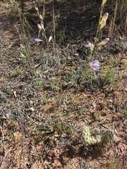 Penstemon comarrhenus