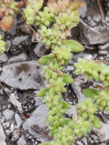 Image of Herniaria hirsuta by (c) Ljaž, some rights reserved (CC BY)