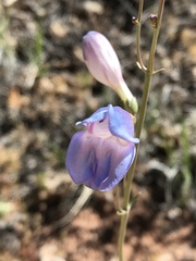 Penstemon comarrhenus