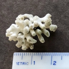 Heteropora pacifica