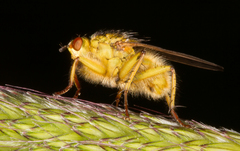 Scathophaga stercoraria