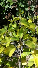 Helmiopsis pseudopopulus