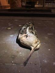 Scolopax minor