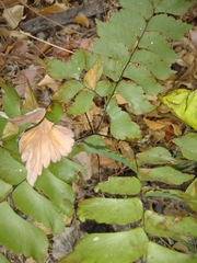 Adiantum trapeziforme