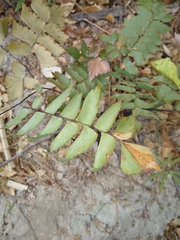 Adiantum trapeziforme