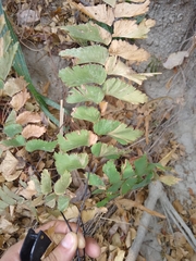Adiantum trapeziforme