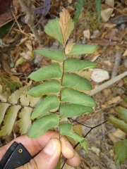 Adiantum trapeziforme