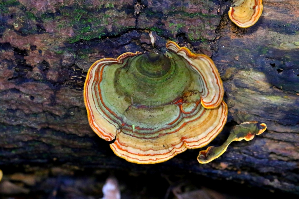 Stereum versicolor · June 2024 · photo: © agnestrekker (iNaturalist, CC)
