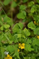 Oxalis suksdorfii