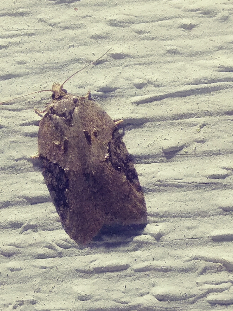 Lesser Maple Leafroller