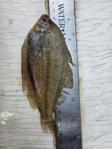 Gulf Stream flounder (Citharichthys arctifrons) — Paralichthyidae
