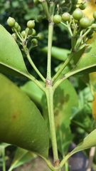 Coptosperma