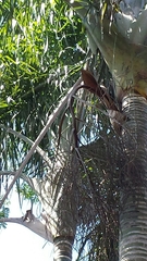 Dypsis ampasindavae