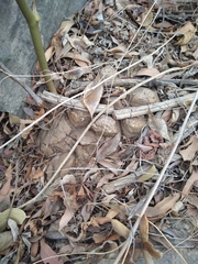Dioscorea mexicana