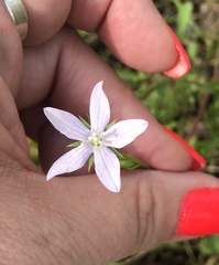 Triodanis biflora