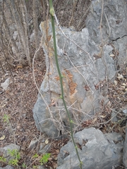 Dioscorea mexicana