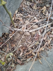 Dioscorea mexicana