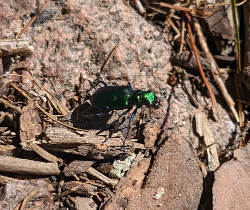 Laurentian Tiger Beetle photo 2