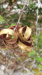 Dichrostachys