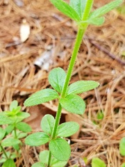 Galium pilosum