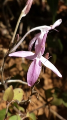 Rhinacanthus