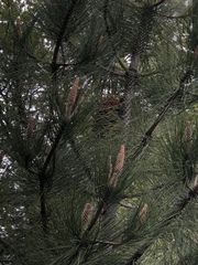 Pinus coulteri