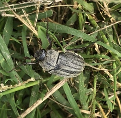 Phyllophaga lanceolata