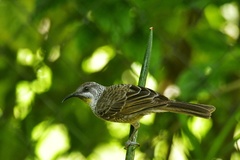 Gliciphila undulata