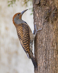 Guatemalan Flicker photo 2