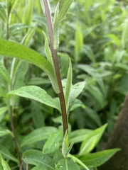 Solidago nemoralis