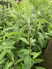 Solidago nemoralis