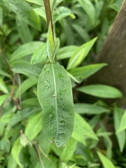 Solidago nemoralis