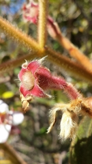 Dichaetanthera