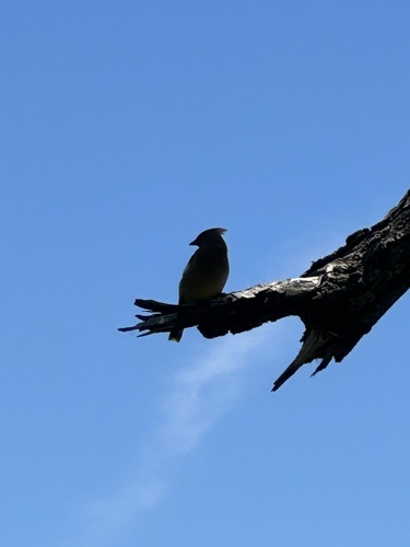 Cedar Waxwing