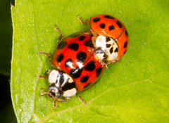 Harmonia axyridis