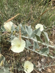 Calystegia malacophylla
