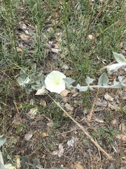 Calystegia malacophylla